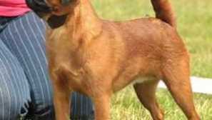 Порода кучета малка брабансън - как да се грижим